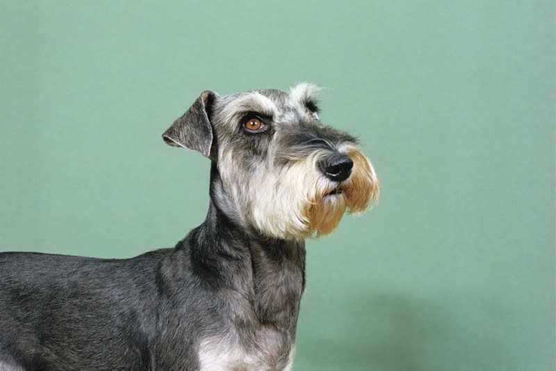 A schnauzer-type dog with a scissored beard