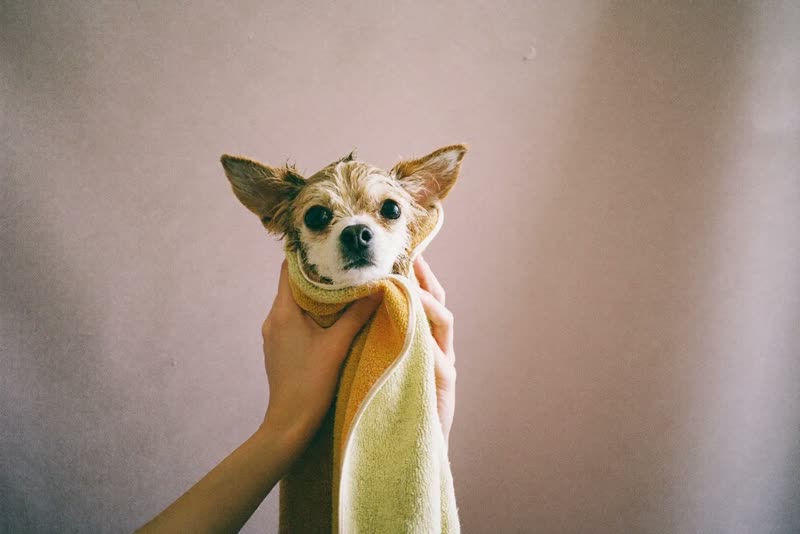 A small dog wrapped in a towel after a bath