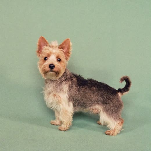 A freshly washed and brushed terrier