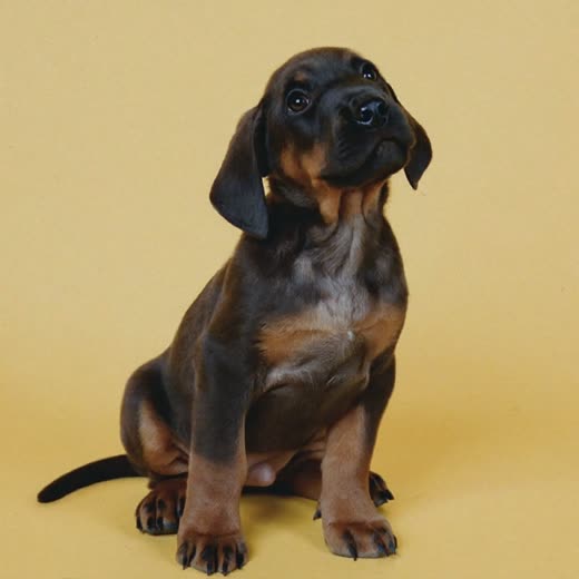 A puppy after its first trim
